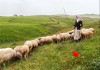 دام عشایری ستون پدافند غذایی کشور در شرایط بحران است